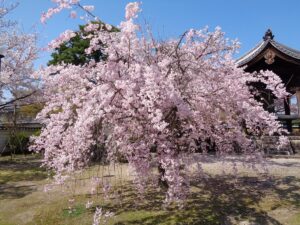 妙顕寺　桜