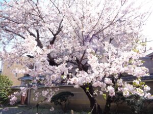 千本釈迦堂　桜
