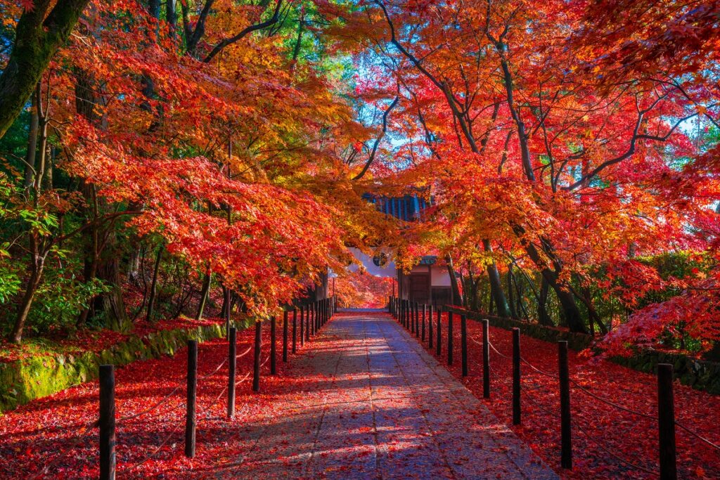 京都の秋風情