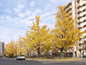 堀川通の銀杏
