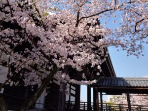 妙顕寺　春の桜