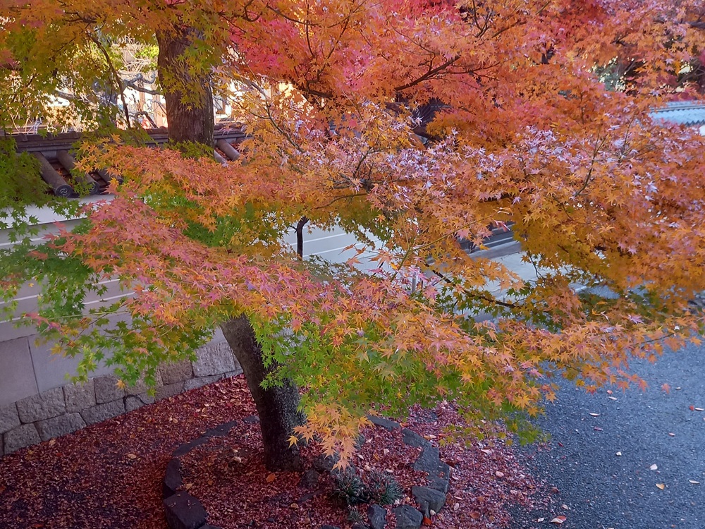妙顕寺　秋のもみじ