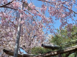 水火天満宮　春の桜