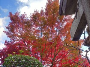 水火天満宮　秋のもみじ