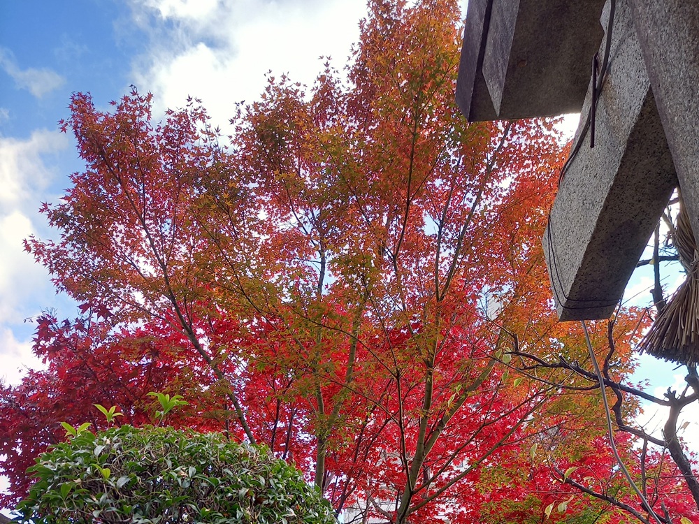水火天満宮　秋のもみじ