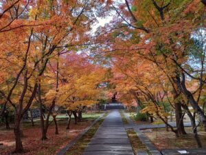 2023年秋の興聖寺もみじ