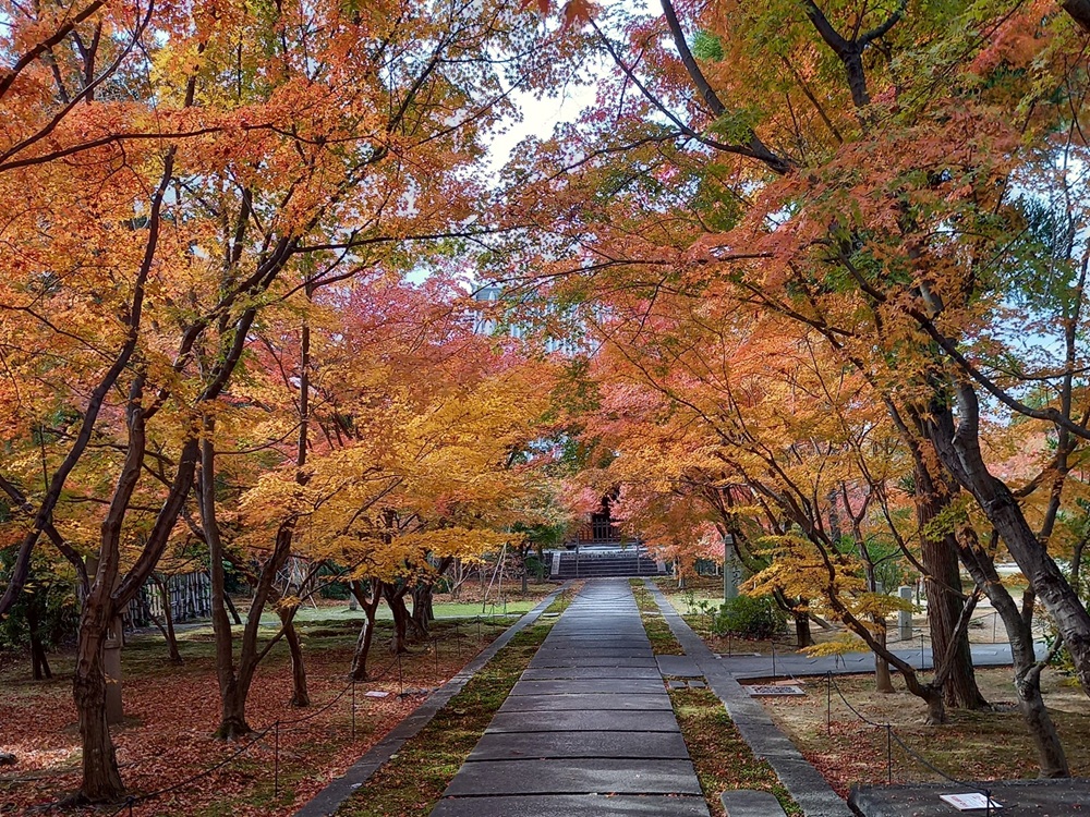2023年秋の興聖寺もみじ