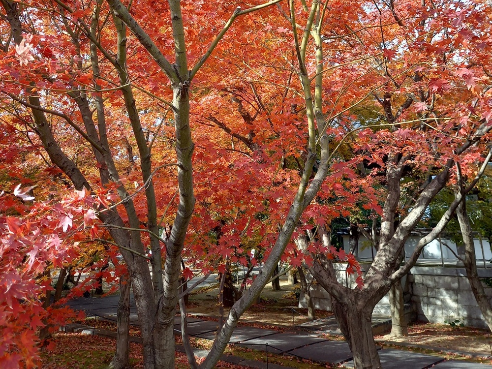 2024年興聖寺秋の画像1