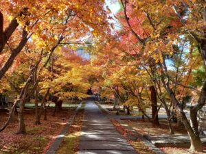 2024年興聖寺秋の画像2