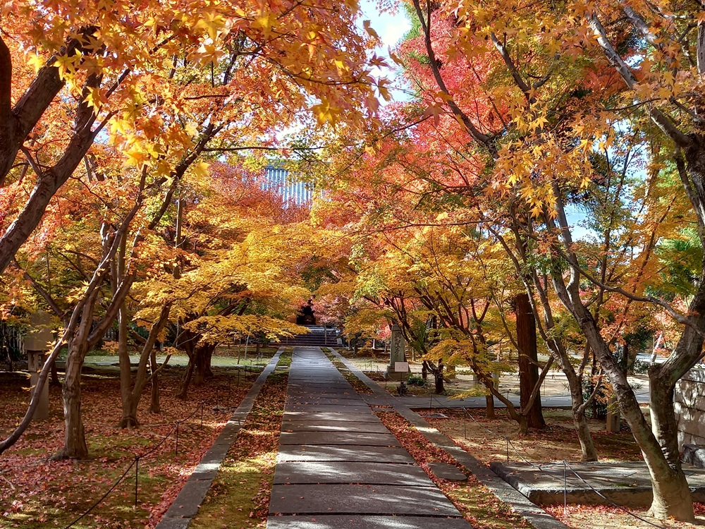 2024年興聖寺秋の画像2