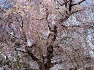 2025年興聖寺　春の桜