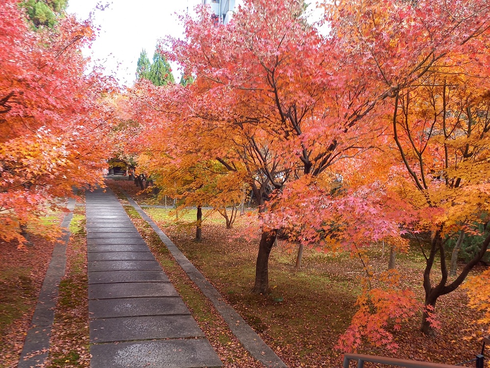 2025年興聖寺　秋のもみじ