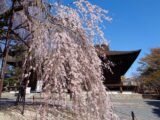 立本寺　しだれ桜