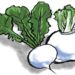 聖護院かぶと聖護院だいこん　イラスト　