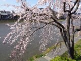 鴨川岸辺の桜